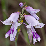 Gladiolus oatesii